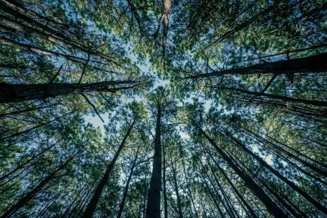 健康y pine trees viewed from the working forest floor